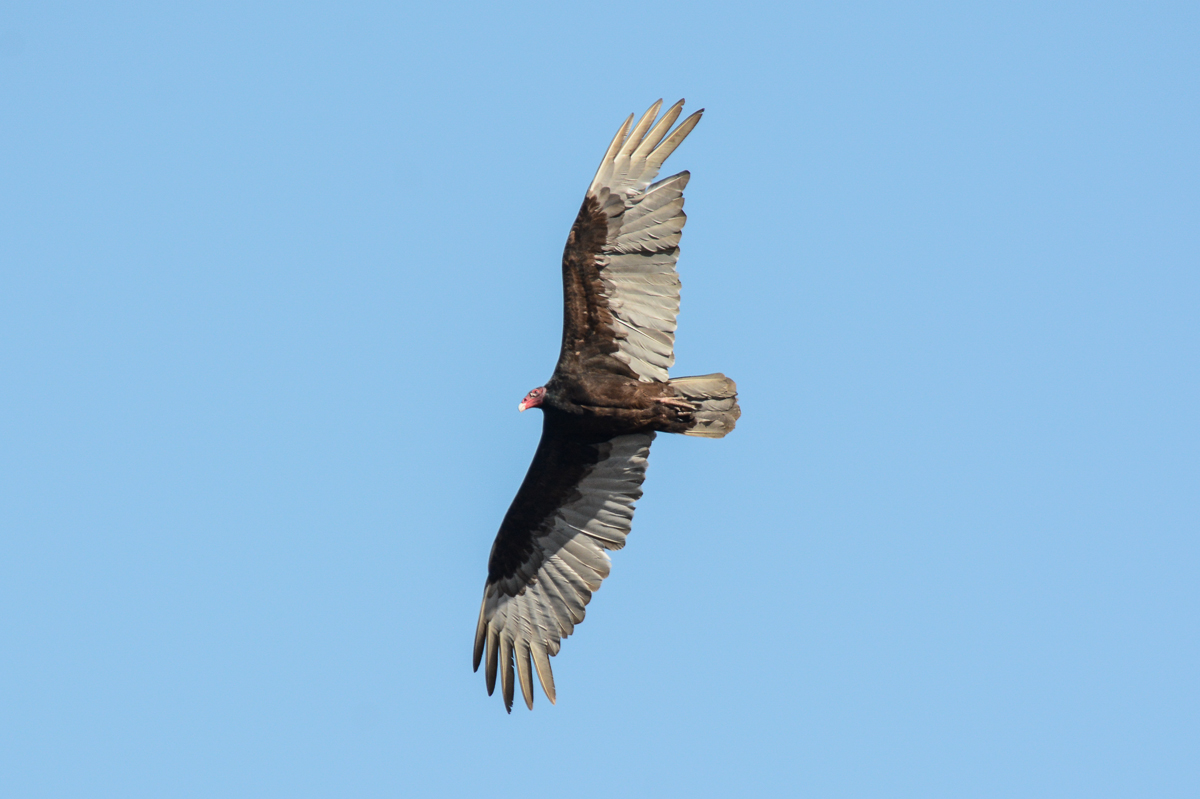Turkey Vulture