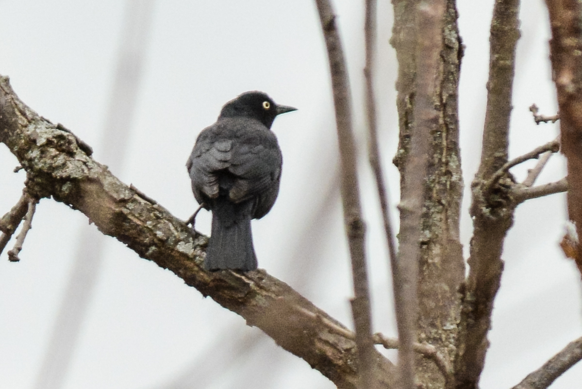 Rusty Blackbird