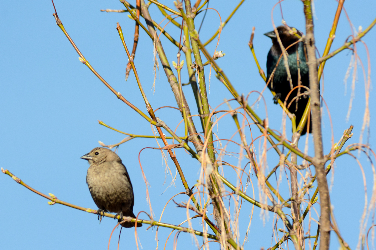 Brown-headed Cowbird