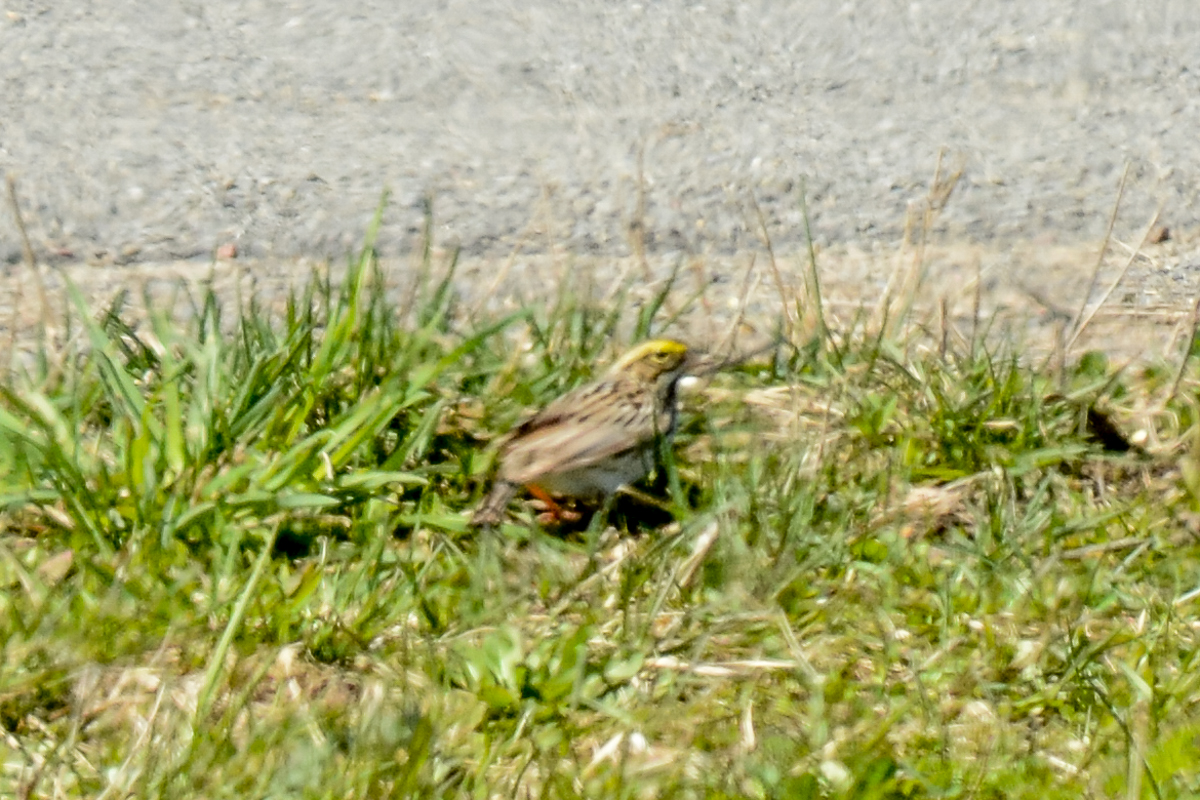 Savannah Sparrow