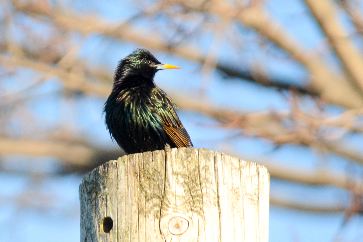 European Starling