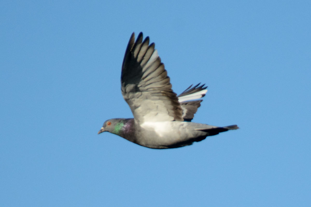 Rock Pigeon