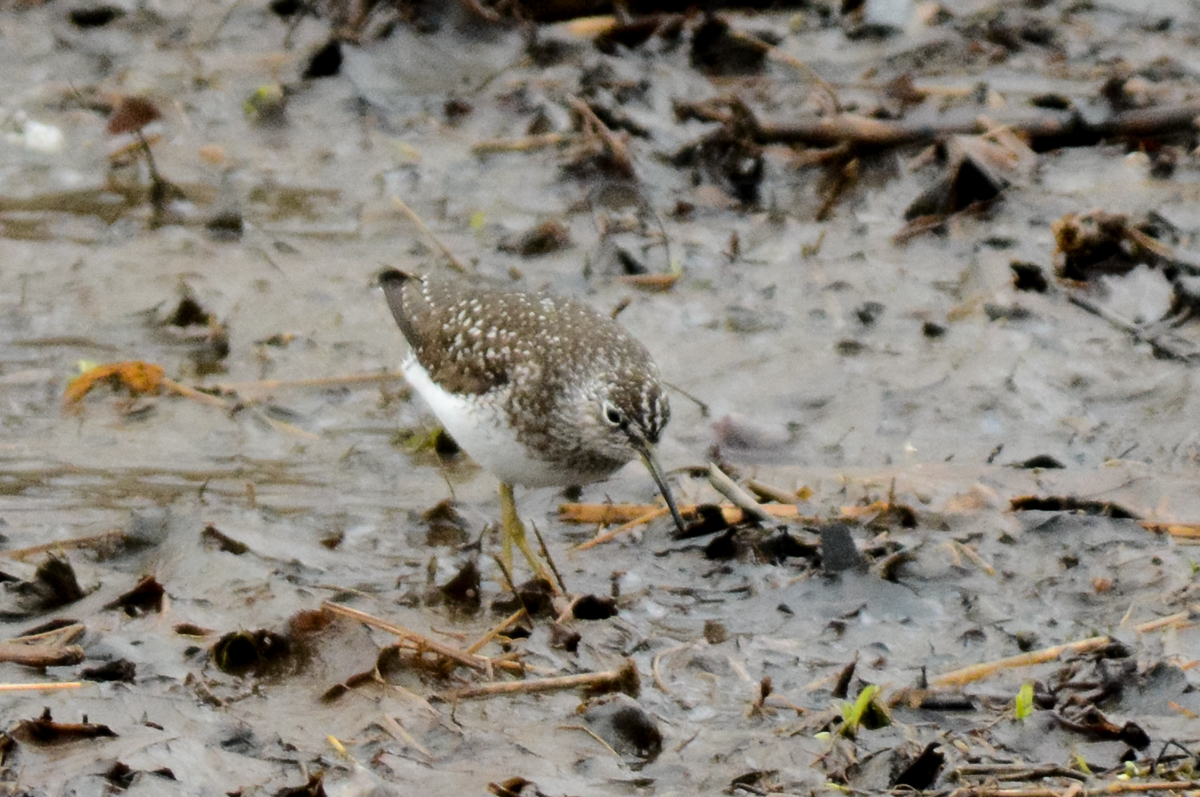 Solitary Sandpiper