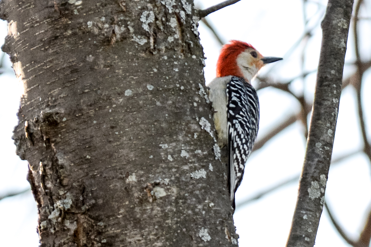 Red-bellied Woodpecker