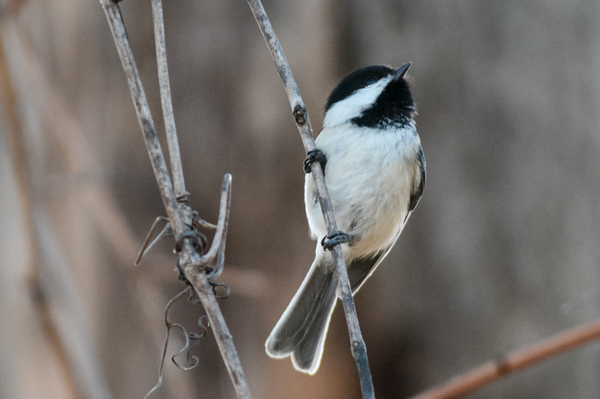 Black-capped Chickadee