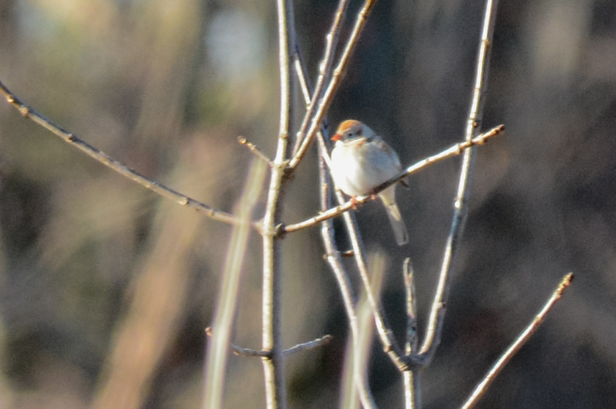Field Sparrow