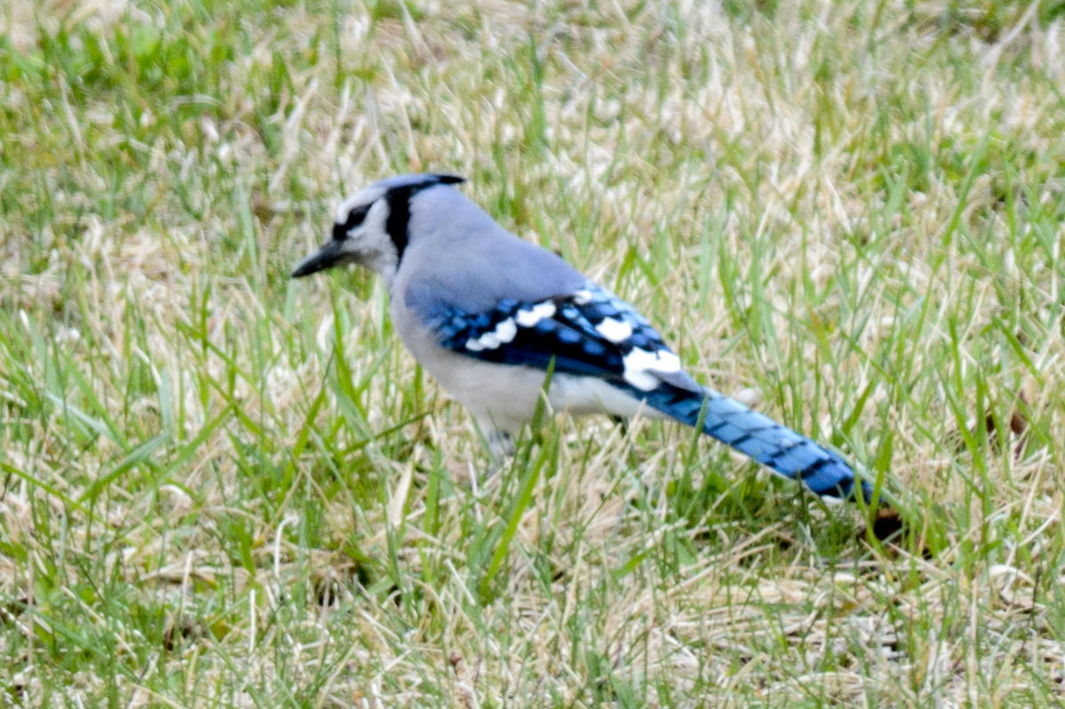 Blue Jay