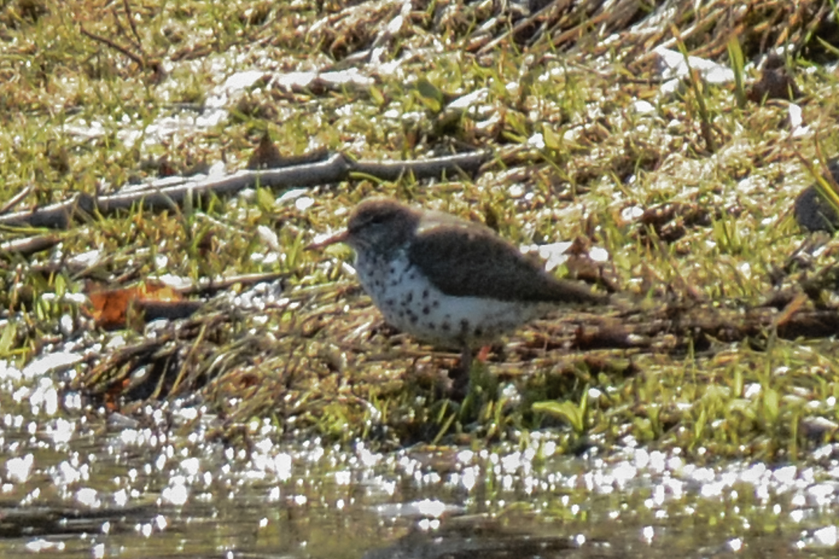 Spotted Sandpiper