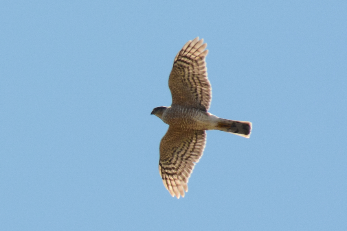 Sharp-shinned Hawk