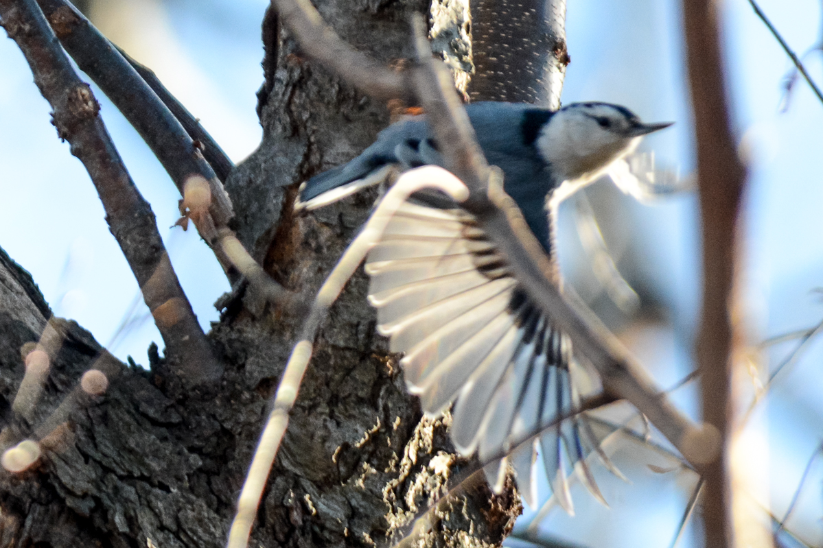 White-breasted Nuthatch