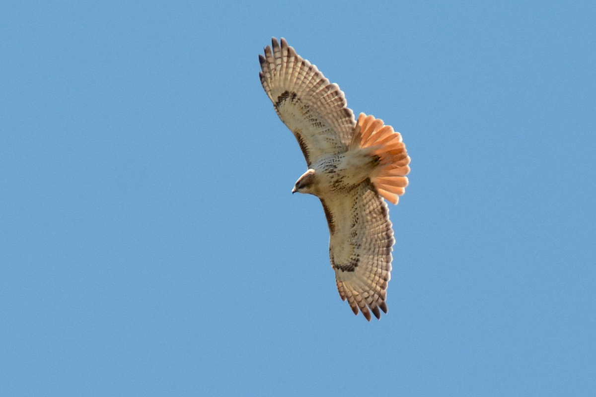 Red-tailed Hawk