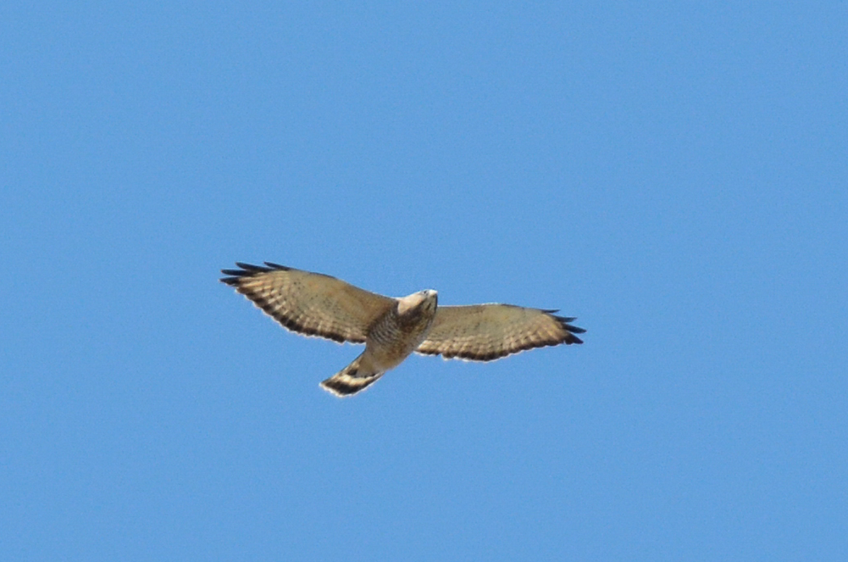 Broad-winged Hawk