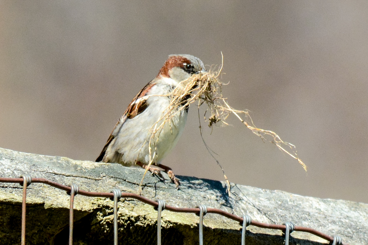House Sparrow