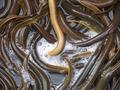 See Eel