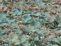 Water Lilies