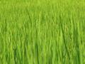 Rize