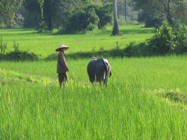 Man and Bull