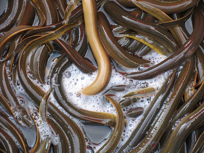 See Eel