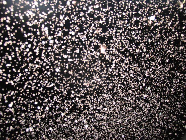 Midges