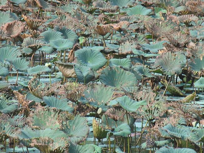 Water Lilies