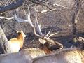 Elk Farm