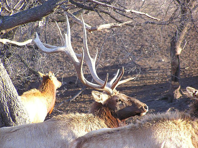 Elk Farm