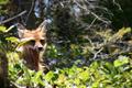 Yawning Fox