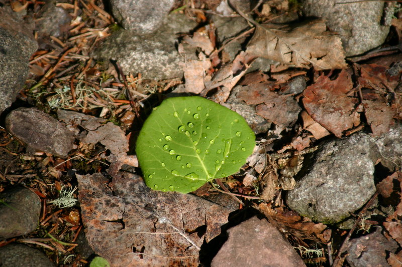 Dewy Leaf
