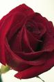 Rose & Water Drops