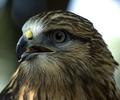 Hawk