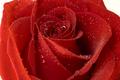 Rose In The Rain