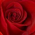 Red Rose