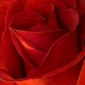 Red Rose