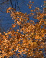 DSC_7131.jpg
