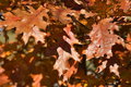 DSC_7247.jpg