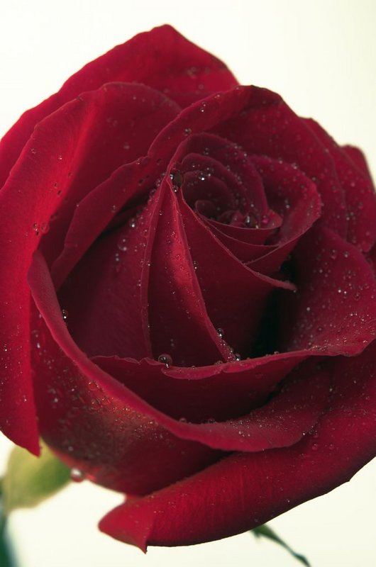 Rose & Water Drops
