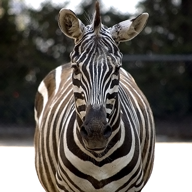 Zebra
