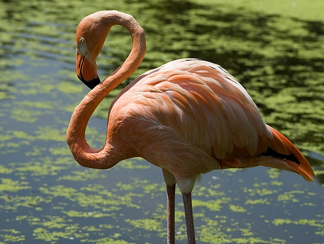 Flamingo