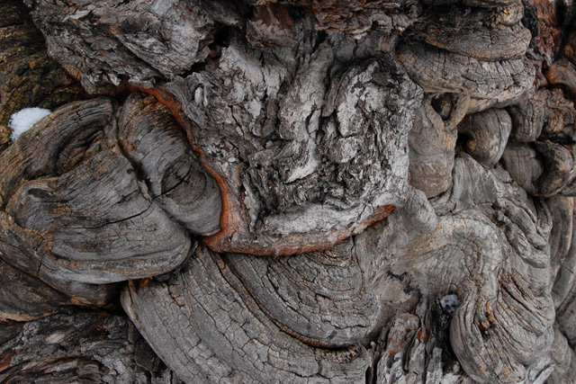 Complex Tree Bark
