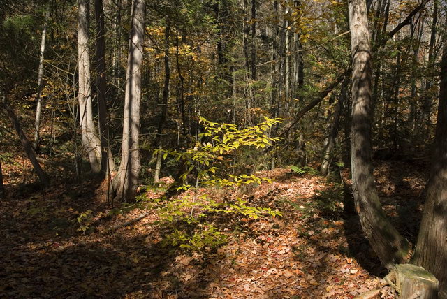 DSC_7123.jpg