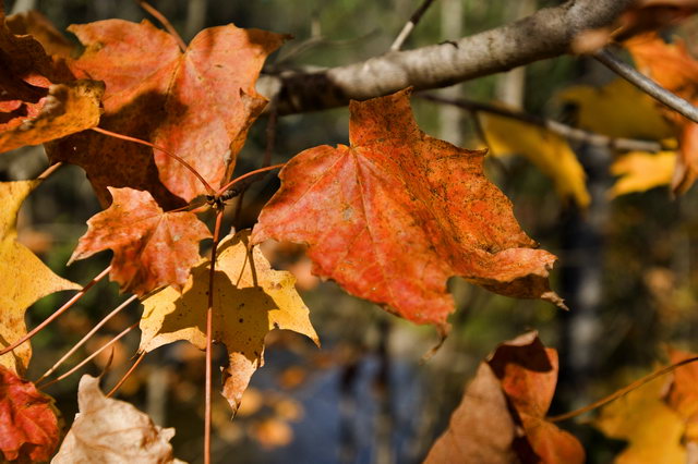 DSC_7197.jpg