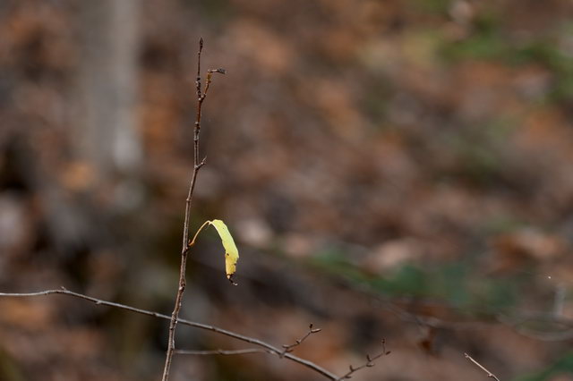 DSC_7240.jpg