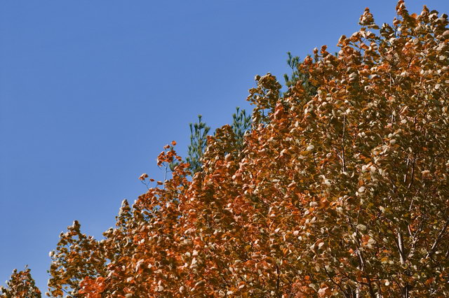 DSC_7248.jpg