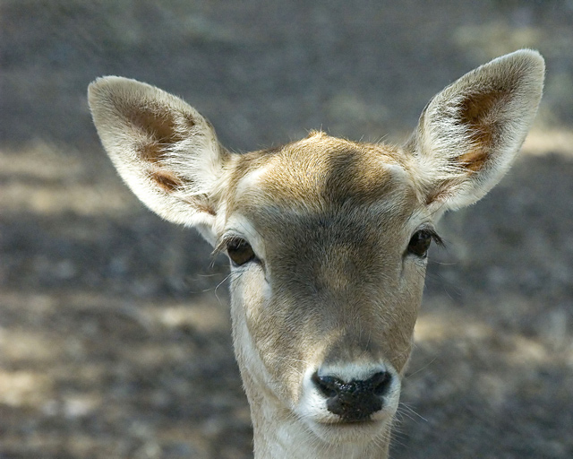 Such a Dear Deer Face