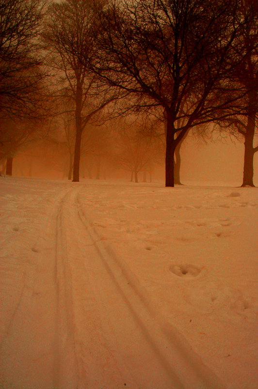 Poppleton Trees.jpg