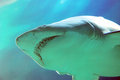 white-shark-250.jpg