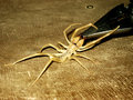 Camel spider