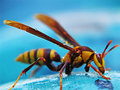 Wasp