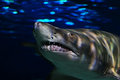 Teeth