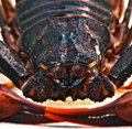 Scorn
